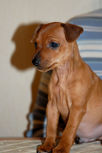 7 weeks